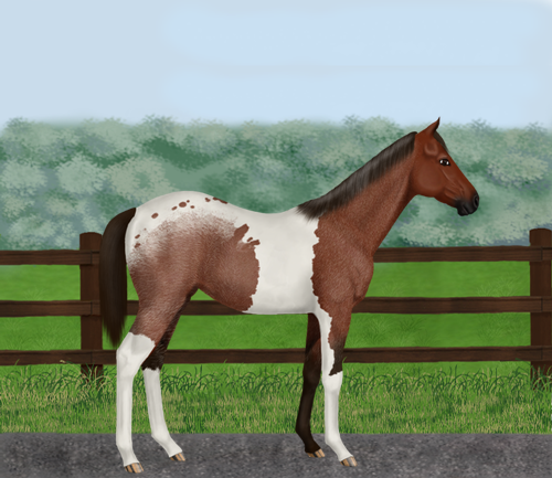 horse image