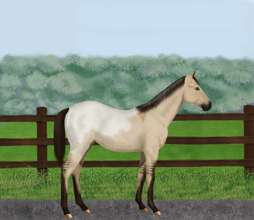 horse image