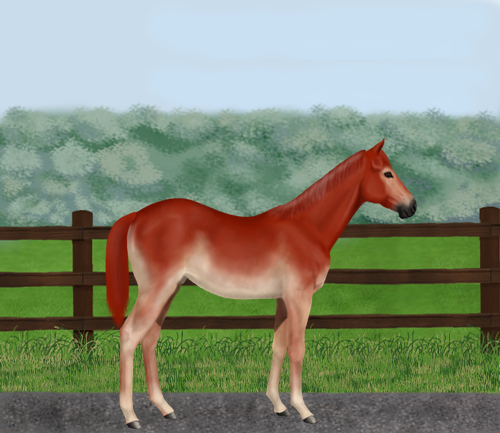 horse image