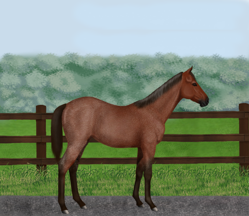 horse image